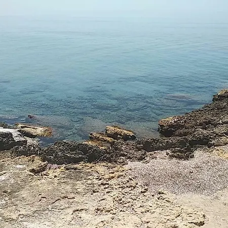 The Seagulls